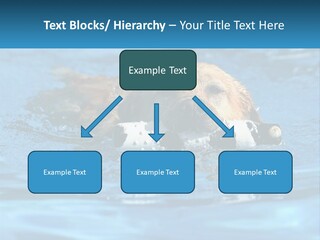 A Dog Swimming In A Pool With A Toy In Its Mouth PowerPoint Template