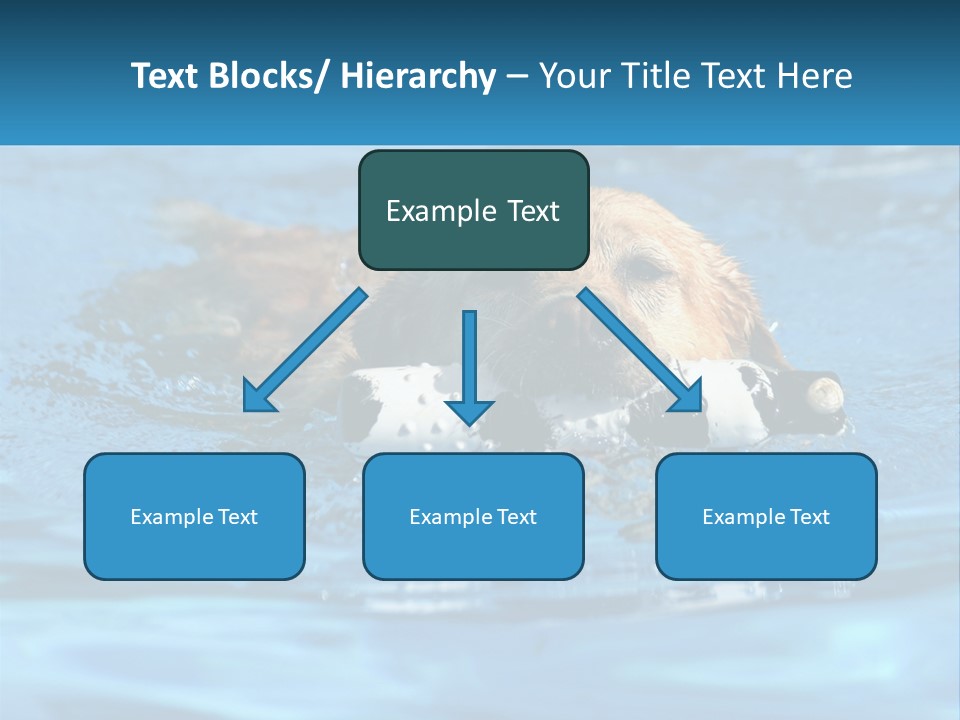 A Dog Swimming In A Pool With A Toy In Its Mouth PowerPoint Template