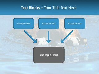 A Dog Swimming In A Pool With A Toy In Its Mouth PowerPoint Template