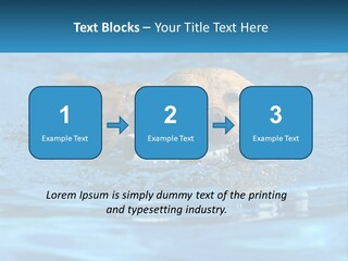 A Dog Swimming In A Pool With A Toy In Its Mouth PowerPoint Template