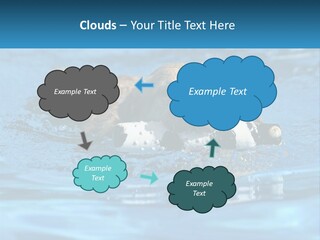 A Dog Swimming In A Pool With A Toy In Its Mouth PowerPoint Template