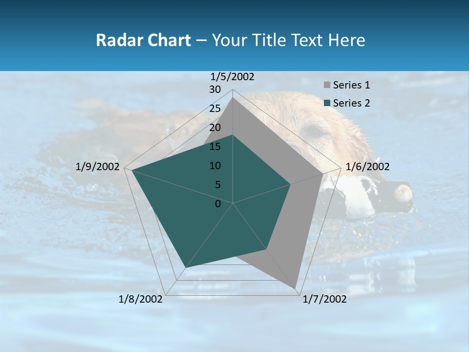 A Dog Swimming In A Pool With A Toy In Its Mouth PowerPoint Template