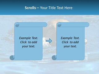 A Dog Swimming In A Pool With A Toy In Its Mouth PowerPoint Template