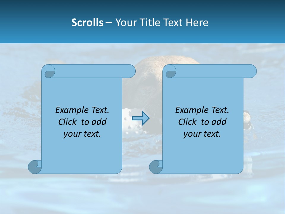 A Dog Swimming In A Pool With A Toy In Its Mouth PowerPoint Template