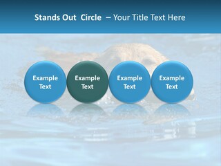 A Dog Swimming In A Pool With A Toy In Its Mouth PowerPoint Template
