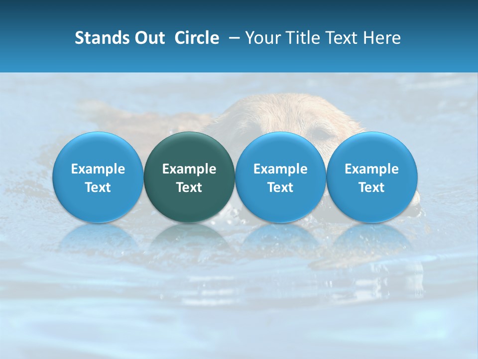 A Dog Swimming In A Pool With A Toy In Its Mouth PowerPoint Template