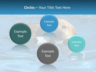 A Dog Swimming In A Pool With A Toy In Its Mouth PowerPoint Template