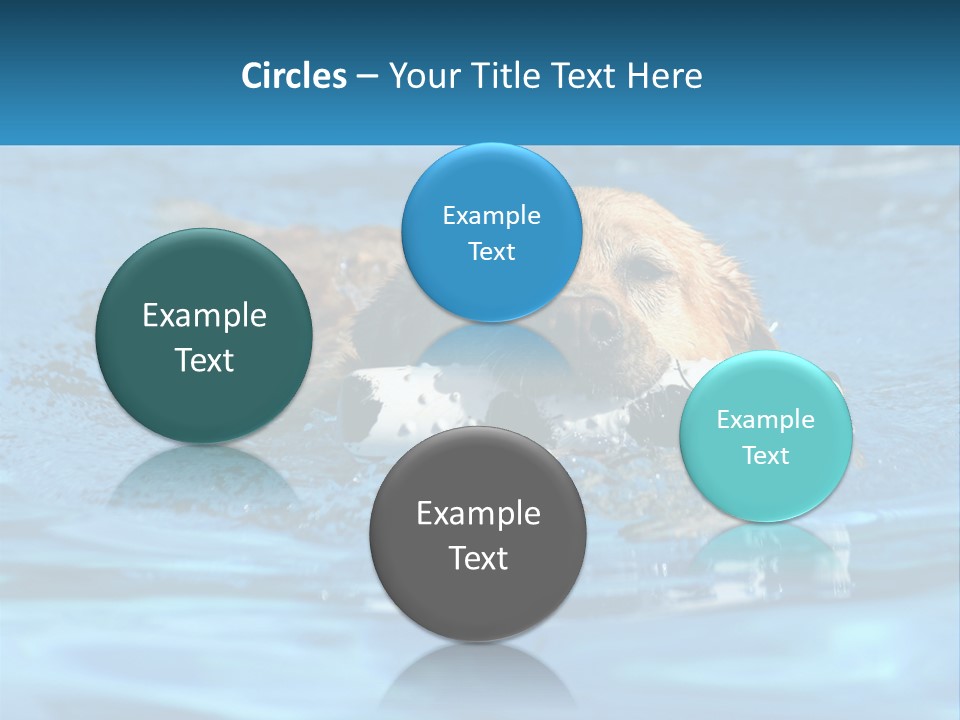 A Dog Swimming In A Pool With A Toy In Its Mouth PowerPoint Template