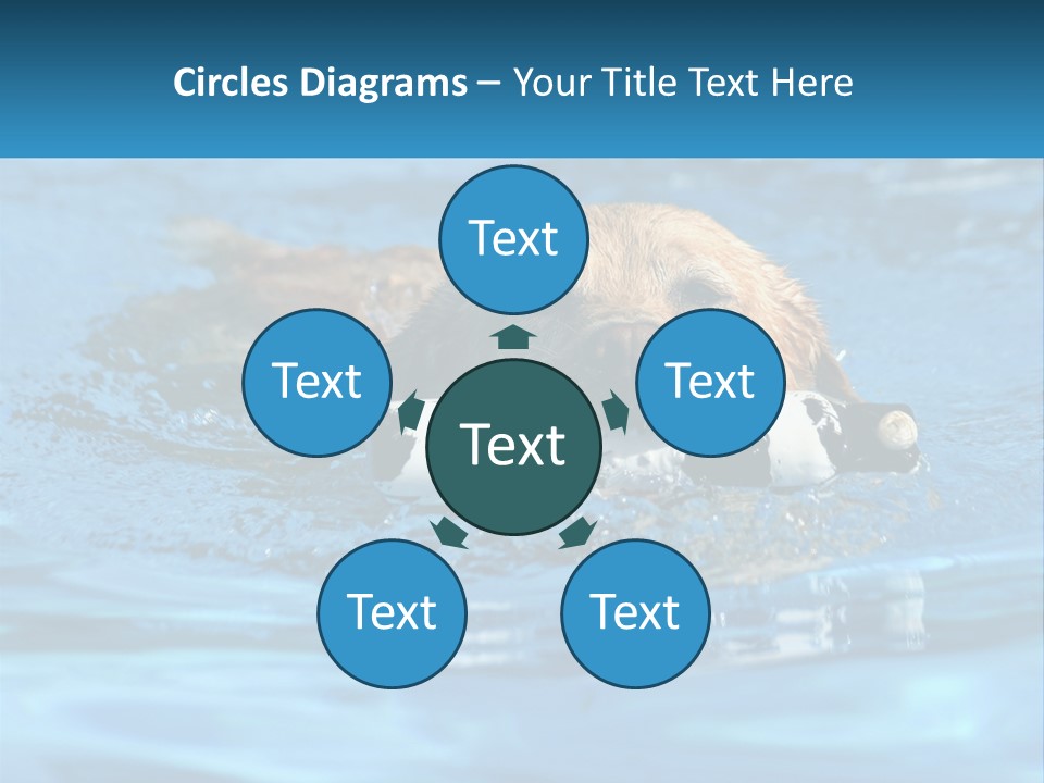 A Dog Swimming In A Pool With A Toy In Its Mouth PowerPoint Template