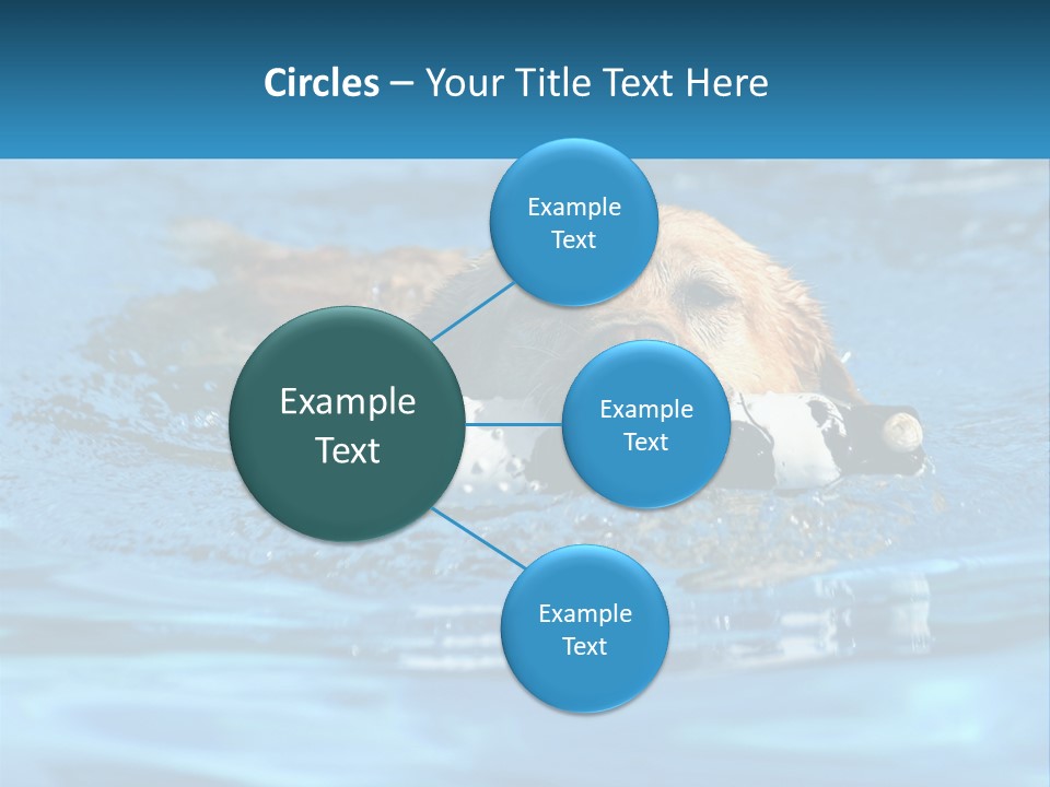 A Dog Swimming In A Pool With A Toy In Its Mouth PowerPoint Template