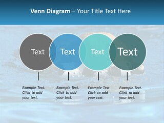 A Dog Swimming In A Pool With A Toy In Its Mouth PowerPoint Template