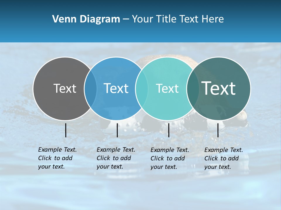 A Dog Swimming In A Pool With A Toy In Its Mouth PowerPoint Template