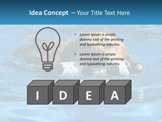 A Dog Swimming In A Pool With A Toy In Its Mouth PowerPoint Template
