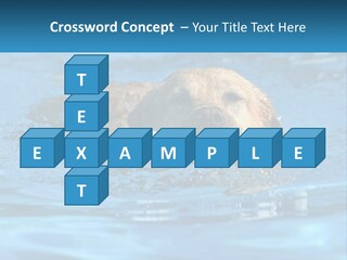 A Dog Swimming In A Pool With A Toy In Its Mouth PowerPoint Template