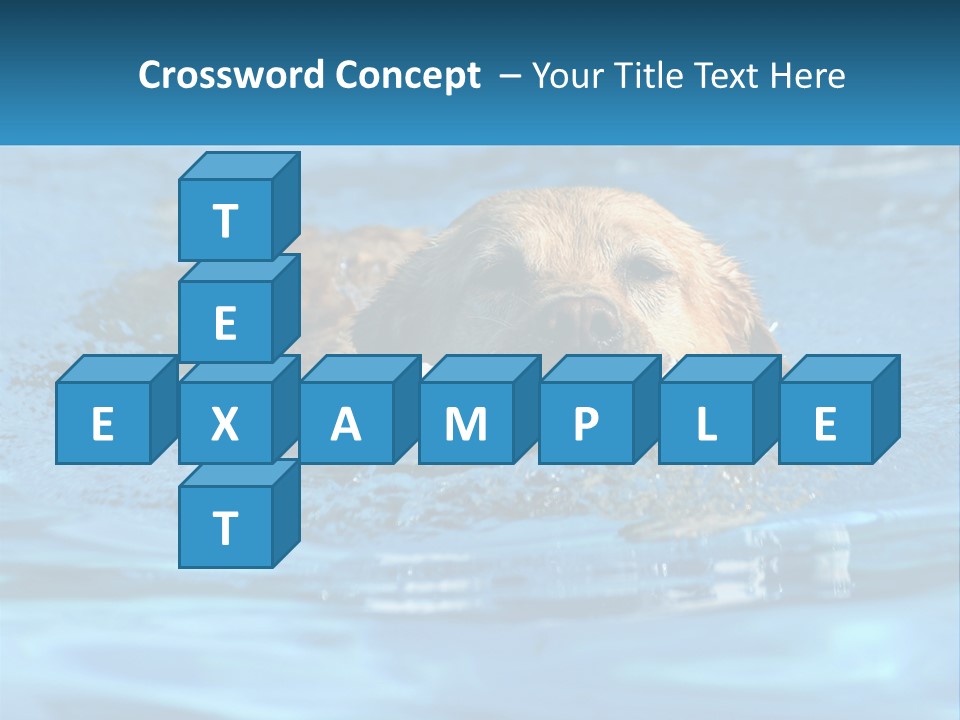 A Dog Swimming In A Pool With A Toy In Its Mouth PowerPoint Template