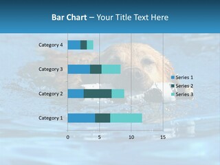A Dog Swimming In A Pool With A Toy In Its Mouth PowerPoint Template