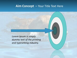 A Dog Swimming In A Pool With A Toy In Its Mouth PowerPoint Template