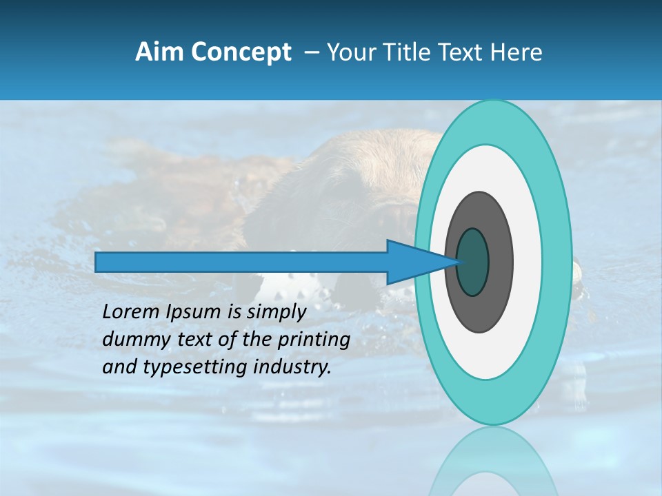 A Dog Swimming In A Pool With A Toy In Its Mouth PowerPoint Template