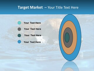 A Dog Swimming In A Pool With A Toy In Its Mouth PowerPoint Template
