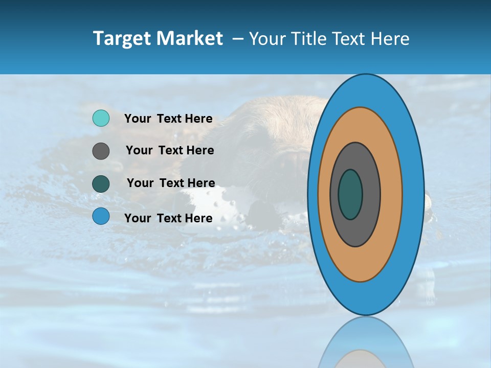 A Dog Swimming In A Pool With A Toy In Its Mouth PowerPoint Template