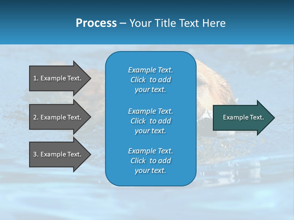 A Dog Swimming In A Pool With A Toy In Its Mouth PowerPoint Template