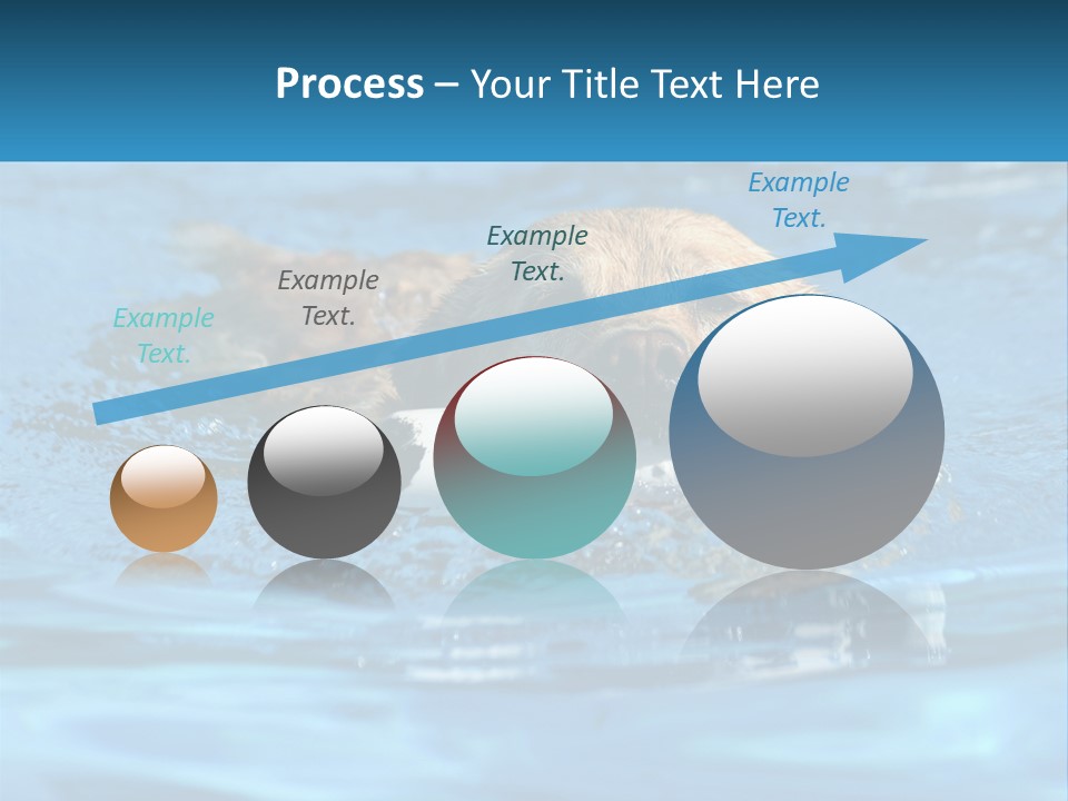 A Dog Swimming In A Pool With A Toy In Its Mouth PowerPoint Template