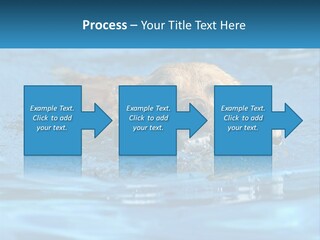 A Dog Swimming In A Pool With A Toy In Its Mouth PowerPoint Template