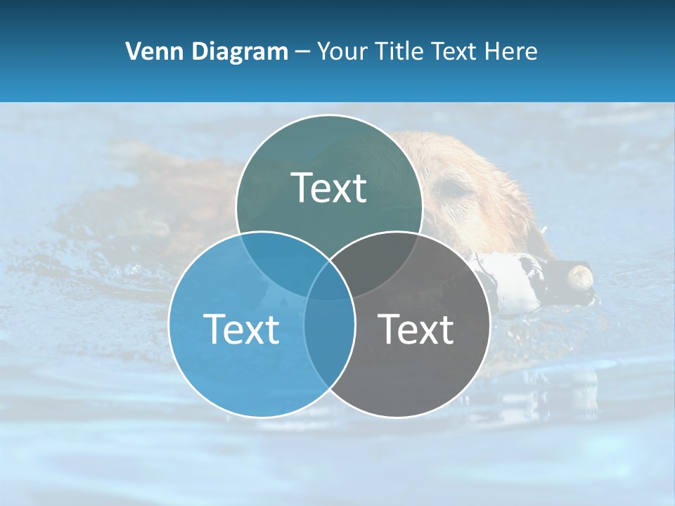 A Dog Swimming In A Pool With A Toy In Its Mouth PowerPoint Template