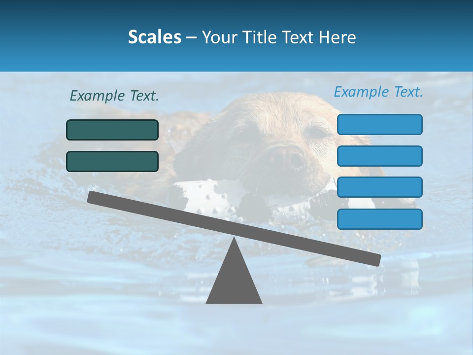 A Dog Swimming In A Pool With A Toy In Its Mouth PowerPoint Template