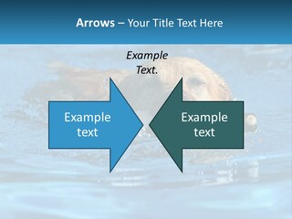 A Dog Swimming In A Pool With A Toy In Its Mouth PowerPoint Template