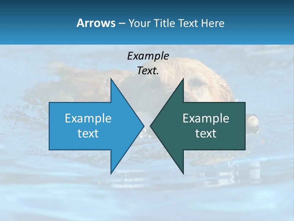 A Dog Swimming In A Pool With A Toy In Its Mouth PowerPoint Template