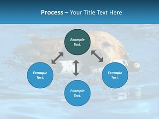A Dog Swimming In A Pool With A Toy In Its Mouth PowerPoint Template
