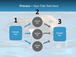 A Dog Swimming In A Pool With A Toy In Its Mouth PowerPoint Template