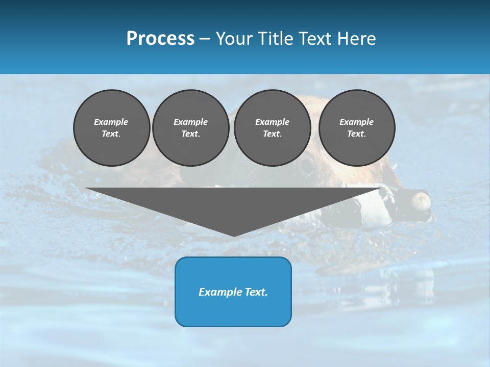 A Dog Swimming In A Pool With A Toy In Its Mouth PowerPoint Template