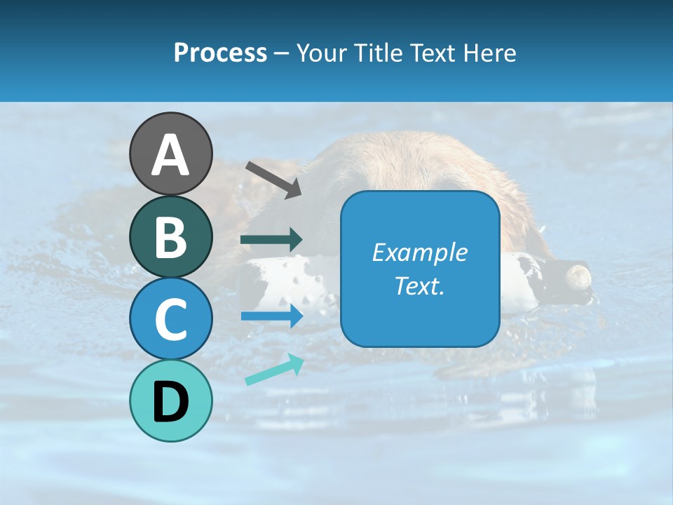 A Dog Swimming In A Pool With A Toy In Its Mouth PowerPoint Template