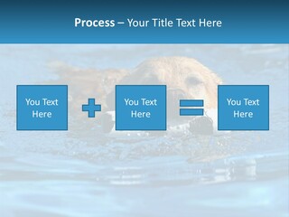 A Dog Swimming In A Pool With A Toy In Its Mouth PowerPoint Template