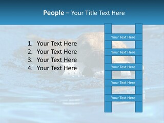 A Dog Swimming In A Pool With A Toy In Its Mouth PowerPoint Template