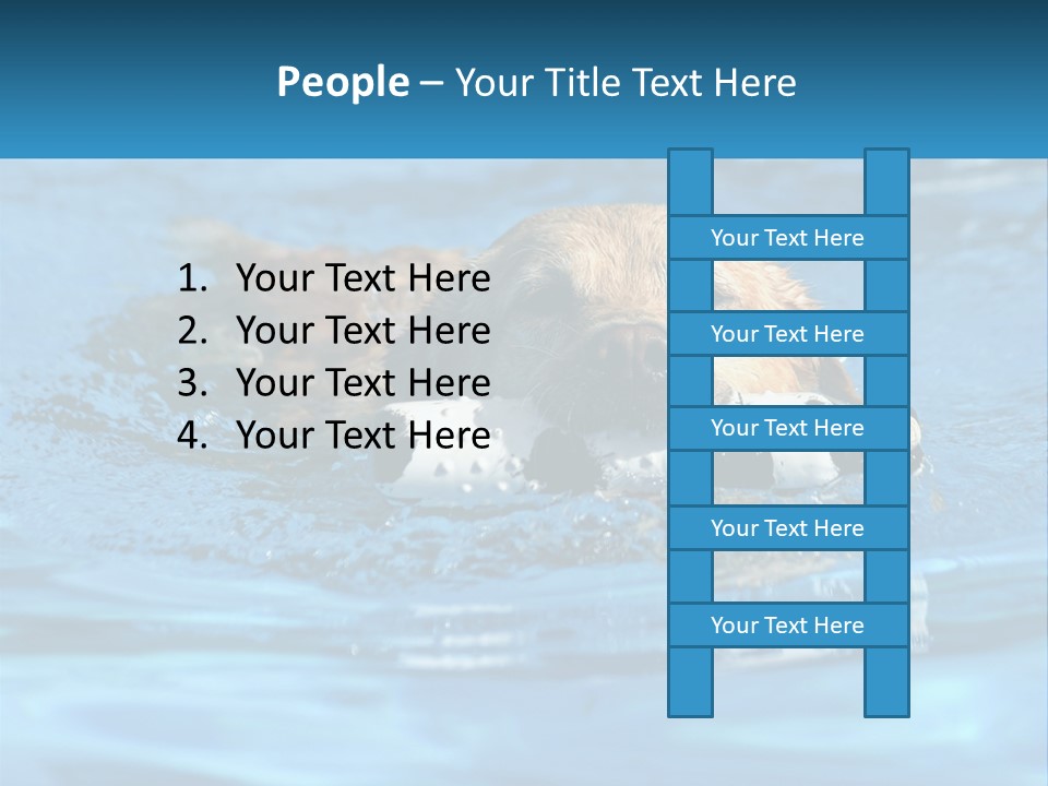 A Dog Swimming In A Pool With A Toy In Its Mouth PowerPoint Template