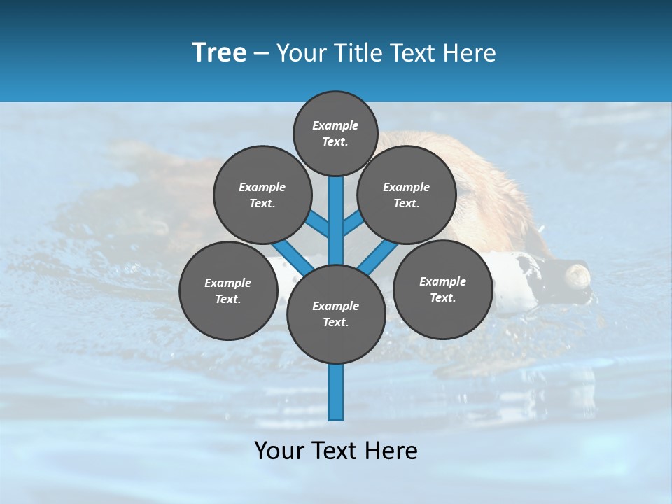 A Dog Swimming In A Pool With A Toy In Its Mouth PowerPoint Template