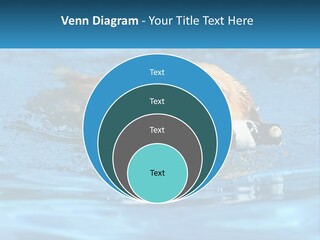 A Dog Swimming In A Pool With A Toy In Its Mouth PowerPoint Template