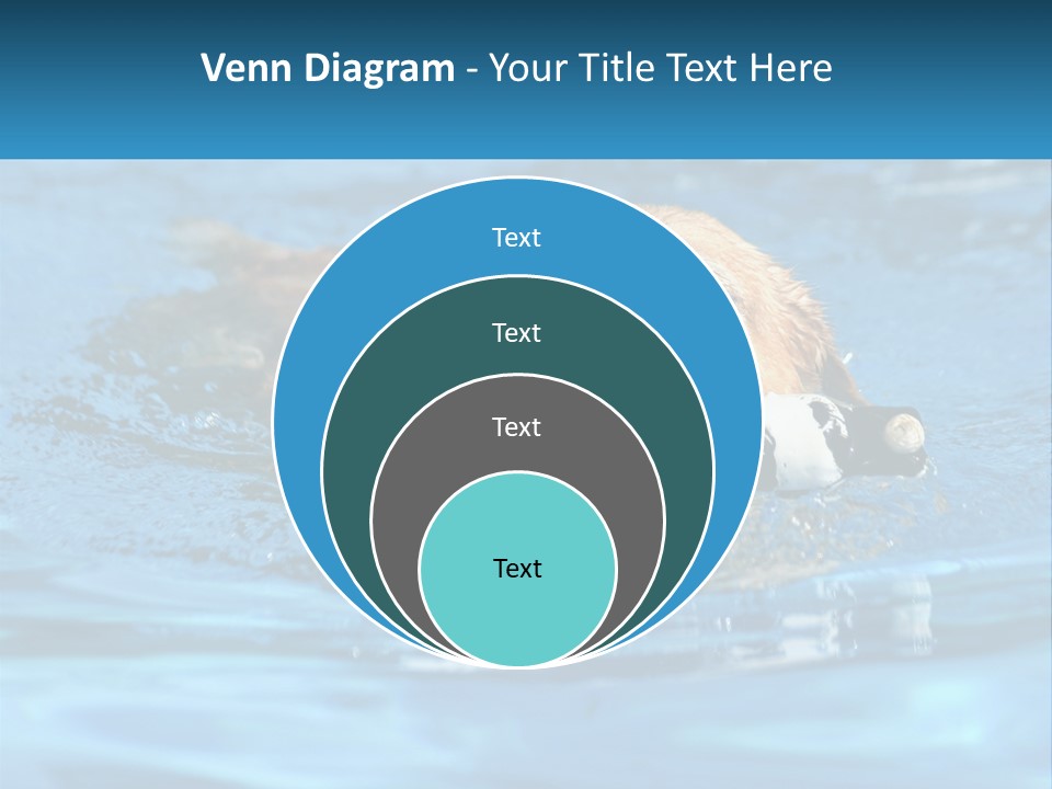 A Dog Swimming In A Pool With A Toy In Its Mouth PowerPoint Template