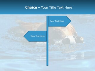 A Dog Swimming In A Pool With A Toy In Its Mouth PowerPoint Template