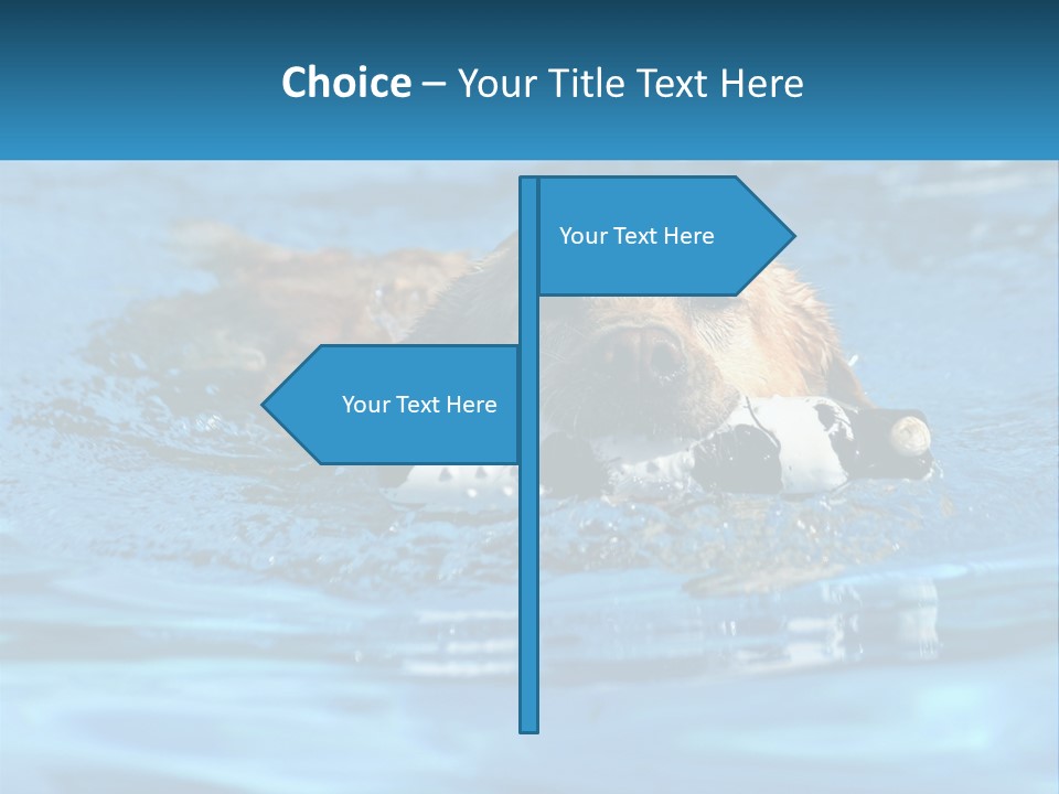 A Dog Swimming In A Pool With A Toy In Its Mouth PowerPoint Template