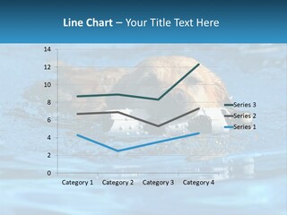 A Dog Swimming In A Pool With A Toy In Its Mouth PowerPoint Template