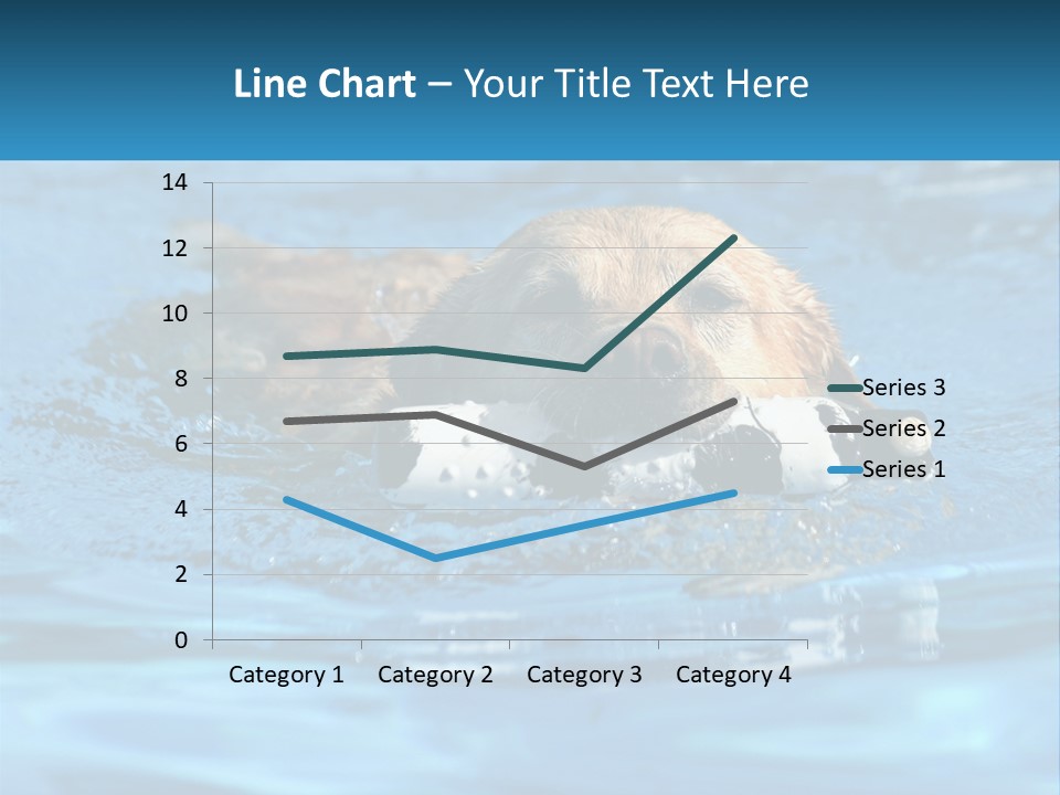 A Dog Swimming In A Pool With A Toy In Its Mouth PowerPoint Template