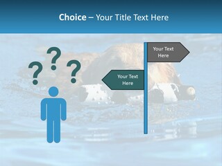 A Dog Swimming In A Pool With A Toy In Its Mouth PowerPoint Template