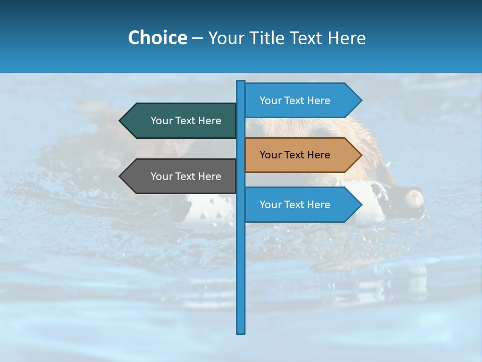 A Dog Swimming In A Pool With A Toy In Its Mouth PowerPoint Template