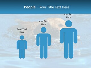 A Dog Swimming In A Pool With A Toy In Its Mouth PowerPoint Template