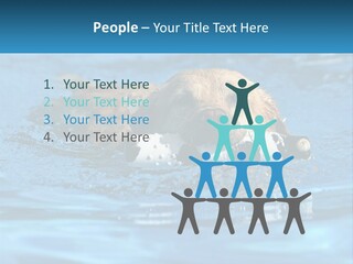 A Dog Swimming In A Pool With A Toy In Its Mouth PowerPoint Template
