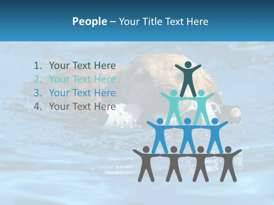 A Dog Swimming In A Pool With A Toy In Its Mouth PowerPoint Template